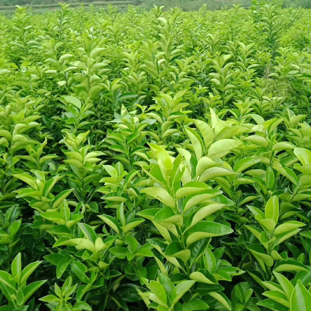  血橙苗，基地苗，价格美丽欢迎光临