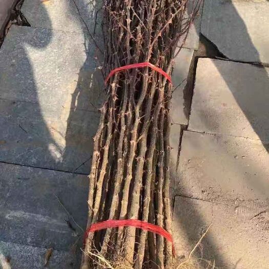 平邑县 大红袍花椒苗 大红袍花椒树苗 包成活 基地直销 现挖现卖