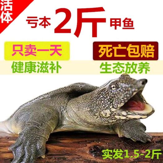 南京甲鱼  1.5至2斤充销量