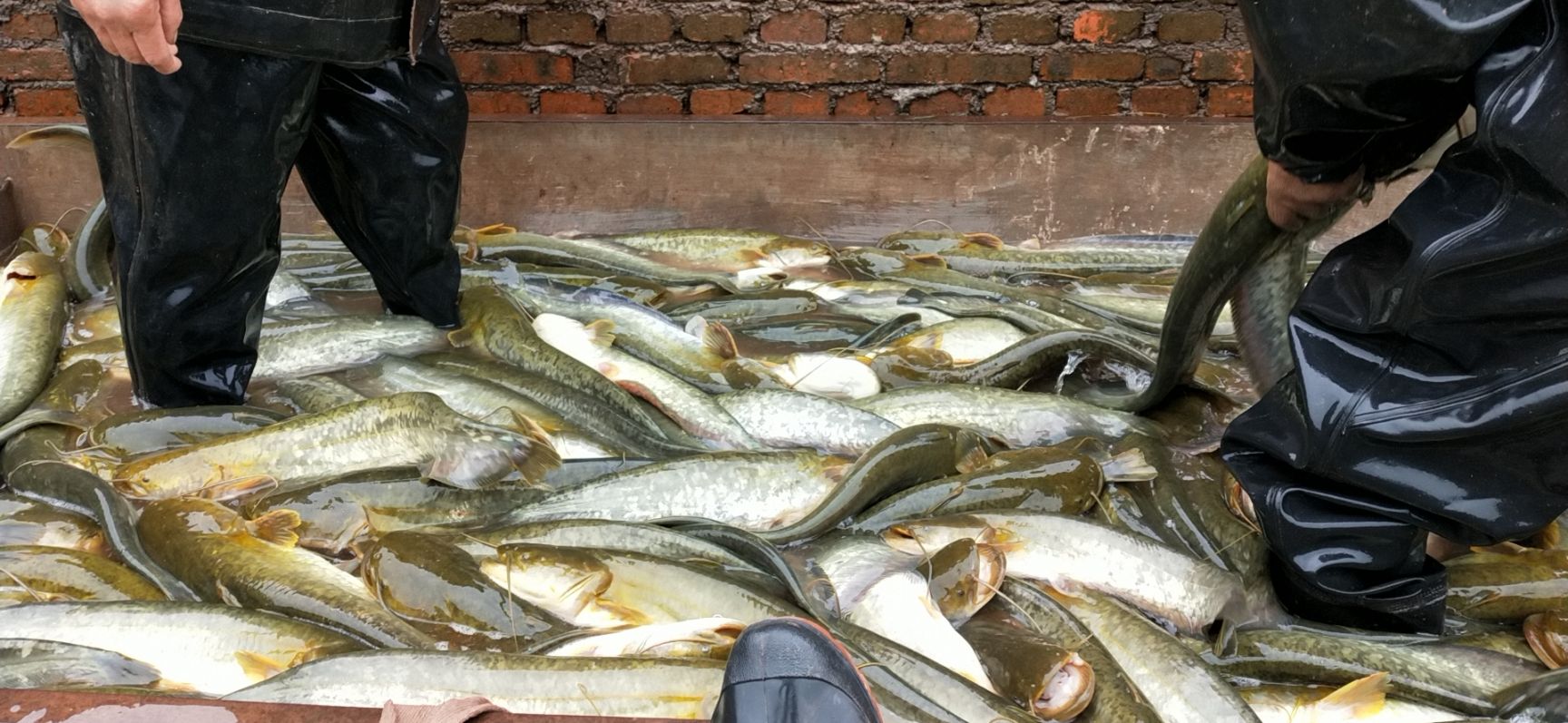 大口鲶鱼  2.5一5斤纯饲料大口鲶黄色无油长期有货