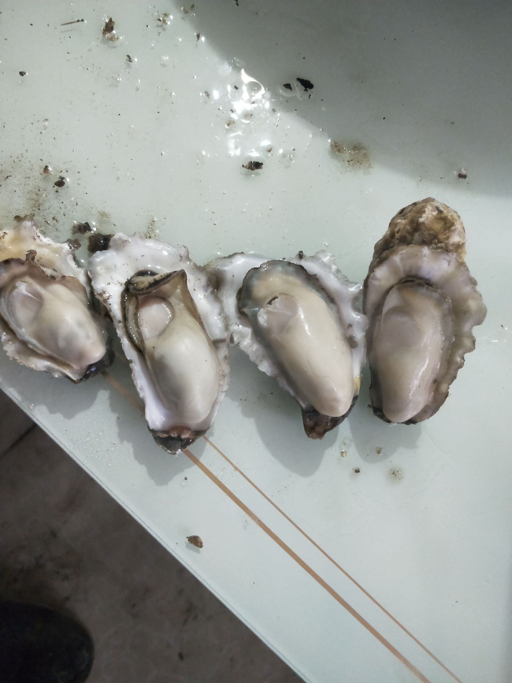 黄海日照牡蛎 海蛎子