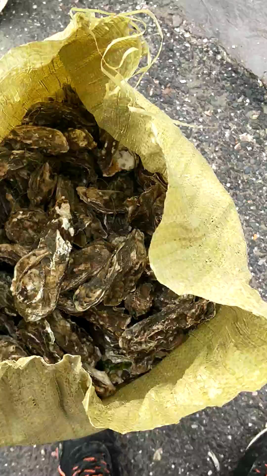 黄海日照牡蛎 海蛎子