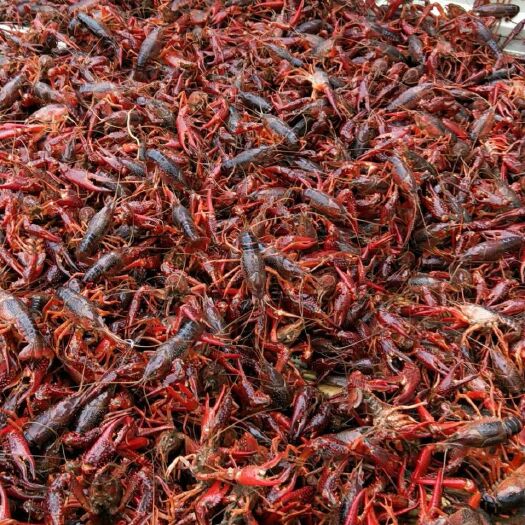 淮安洪泽湖小龙虾 7-9钱 塘虾