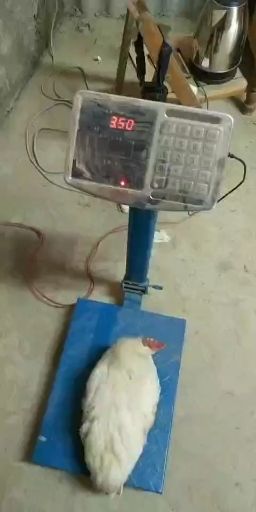 817肉杂鸡 一次清远费自理