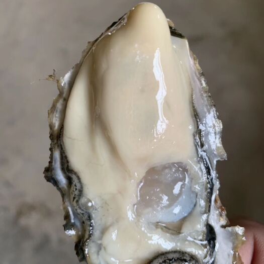 乳山市乳山牡蛎 海水 3-4两/只 冷冻水产