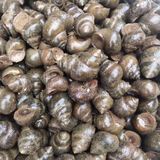 监利市田螺  厚壳大中小，手工分级，质量好，一手货源，快速接单