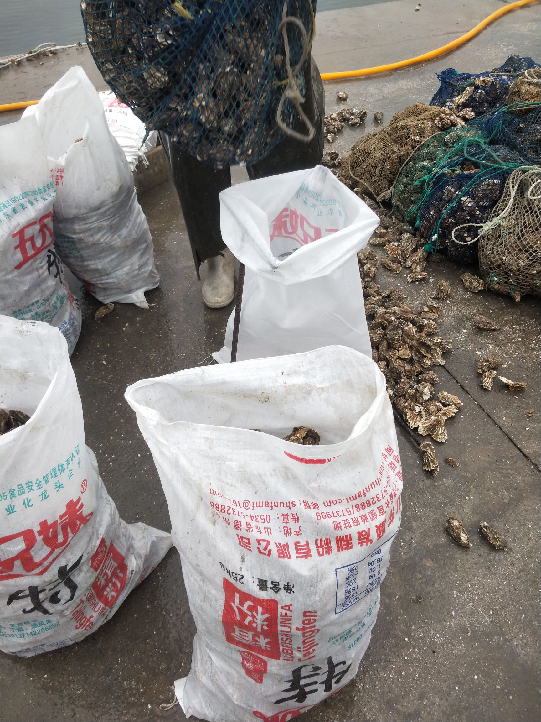 黄海日照牡蛎 海蛎子