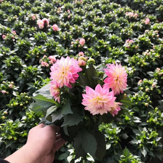 青州市小丽花种子 优质小丽花上市基地直供