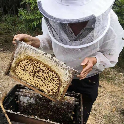 封开县 肇庆深山纯正天然蜂蜜