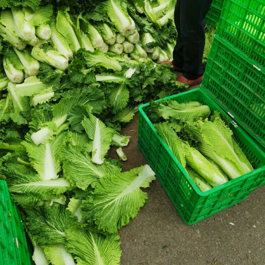 遵义 300亩新上市儿菜，白菜，红菜苔。欢迎老板实地考察。