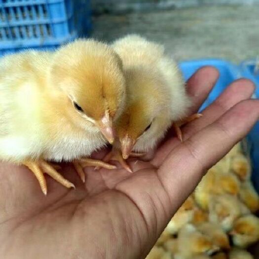 南宁 良凤花鸡苗