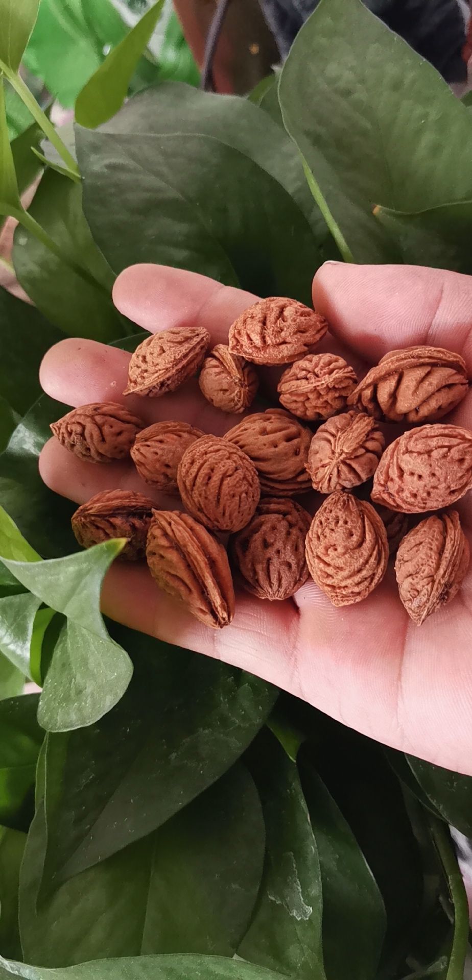 核桃树种子  毛桃核毛桃树种子