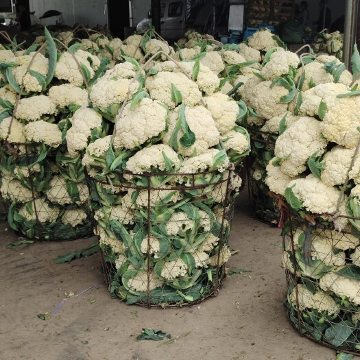 瑞安市白花菜花  精品米花价格超低