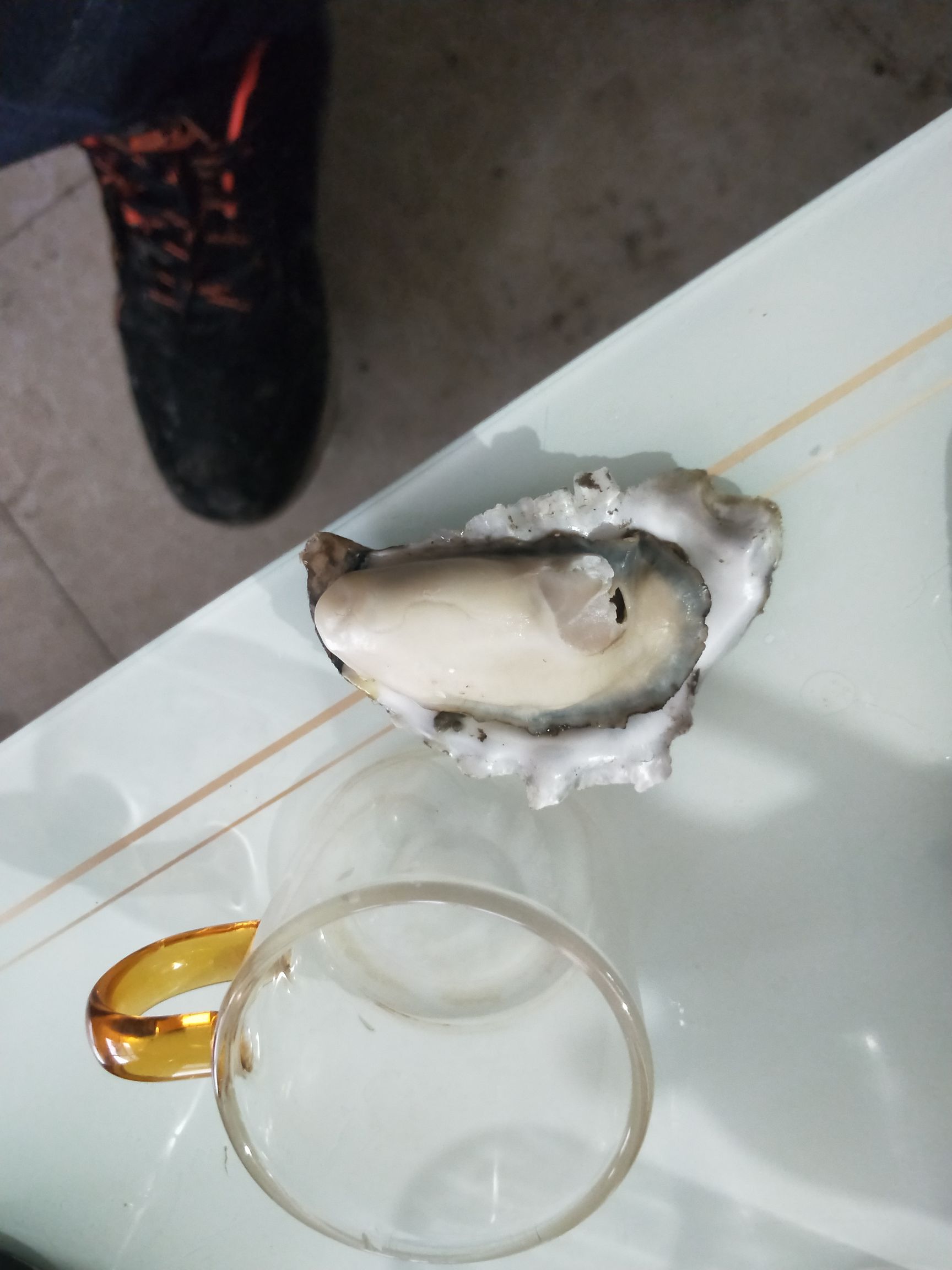 黄海日照牡蛎 海蛎子