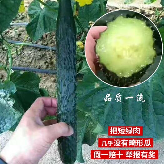 郑州黄瓜种子专用，油亮型密刺绿皮绿肉产