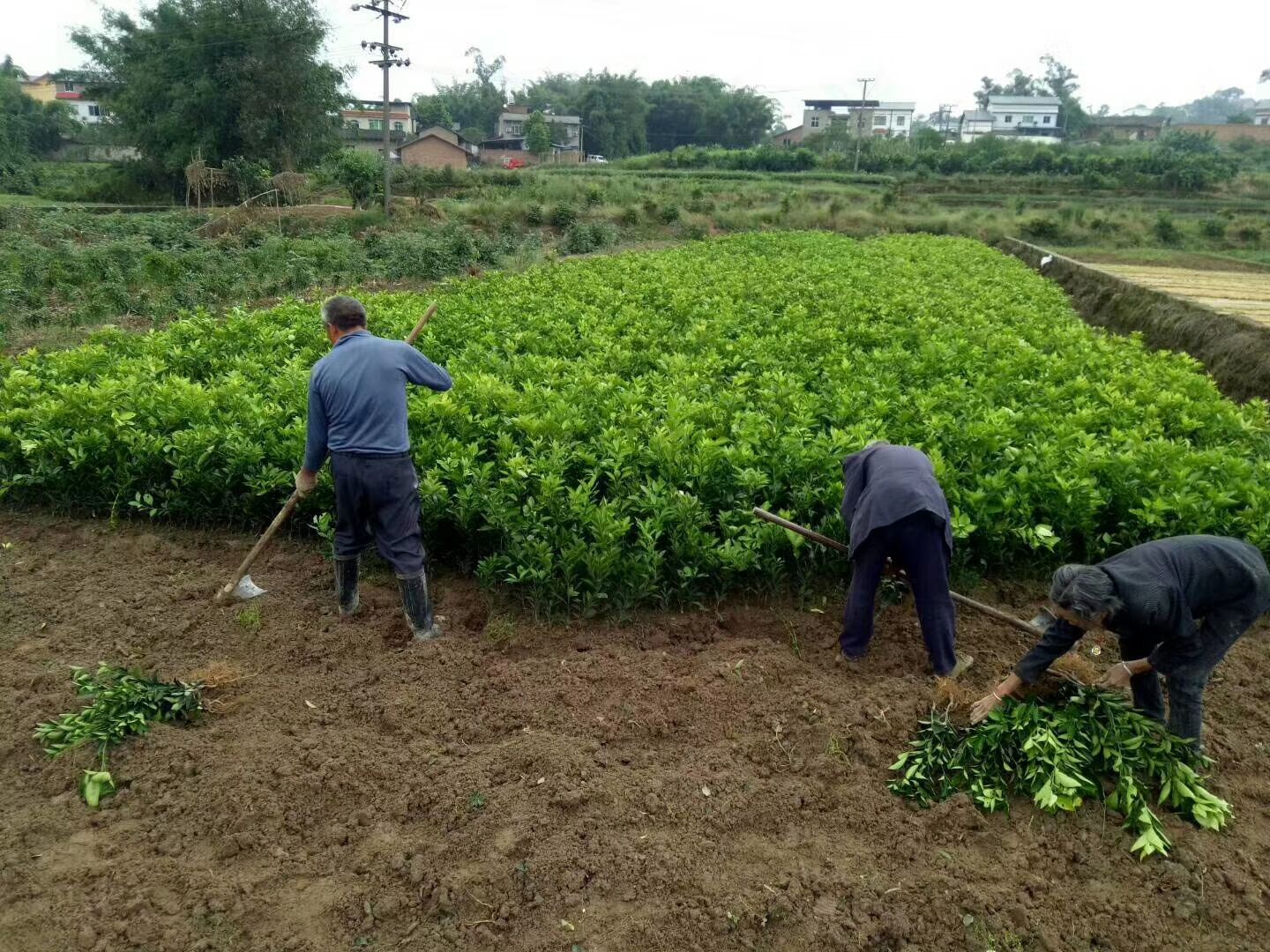  血橙苗，基地苗，价格美丽欢迎光临