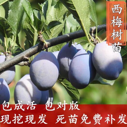 平邑县 西梅李子树苗