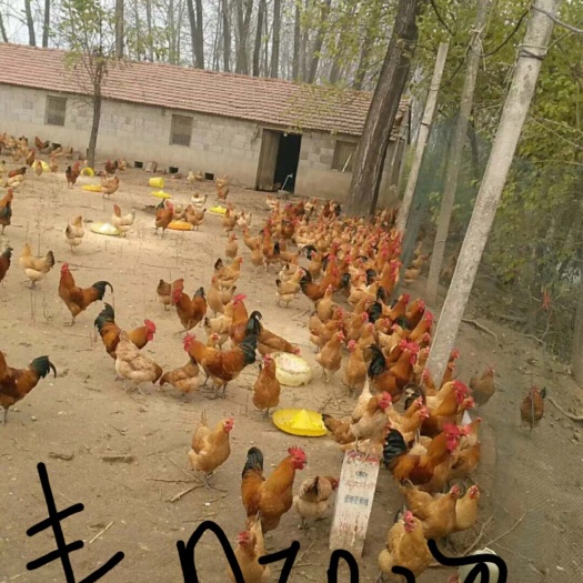 枣阳市 专业孵化土鸡苗，不专业鸡苗不要钱！