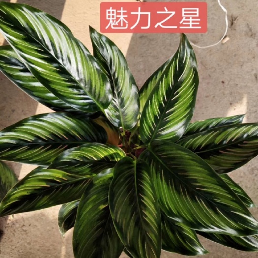 青州市普通竹芋  优质竹芋飞羽双线青苹果青纹猫眼彩美丽翠叶魅力之星等基地直供