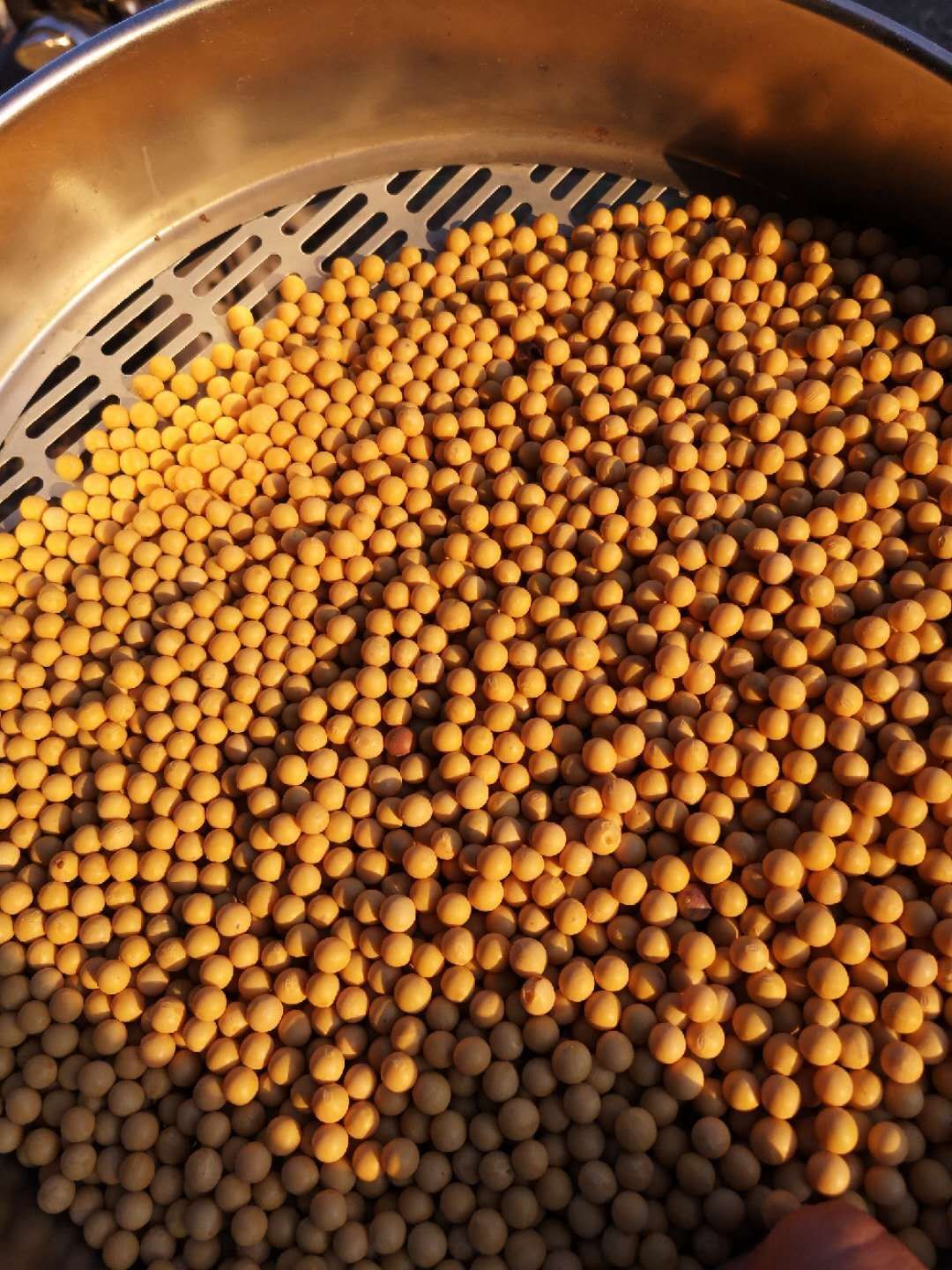  黑龙江省海伦大豆东升系列