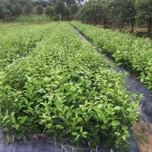 南通红橘苗 南北方种植橘子苗薄皮沙糖桔