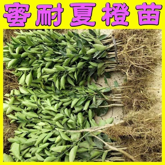 阳朔县弗罗斯特夏橙苗 桂夏橙苗 品种保证 根系发达 提供种植技术