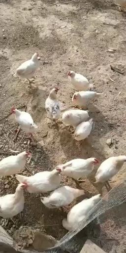 817肉杂鸡 一次清远费自理