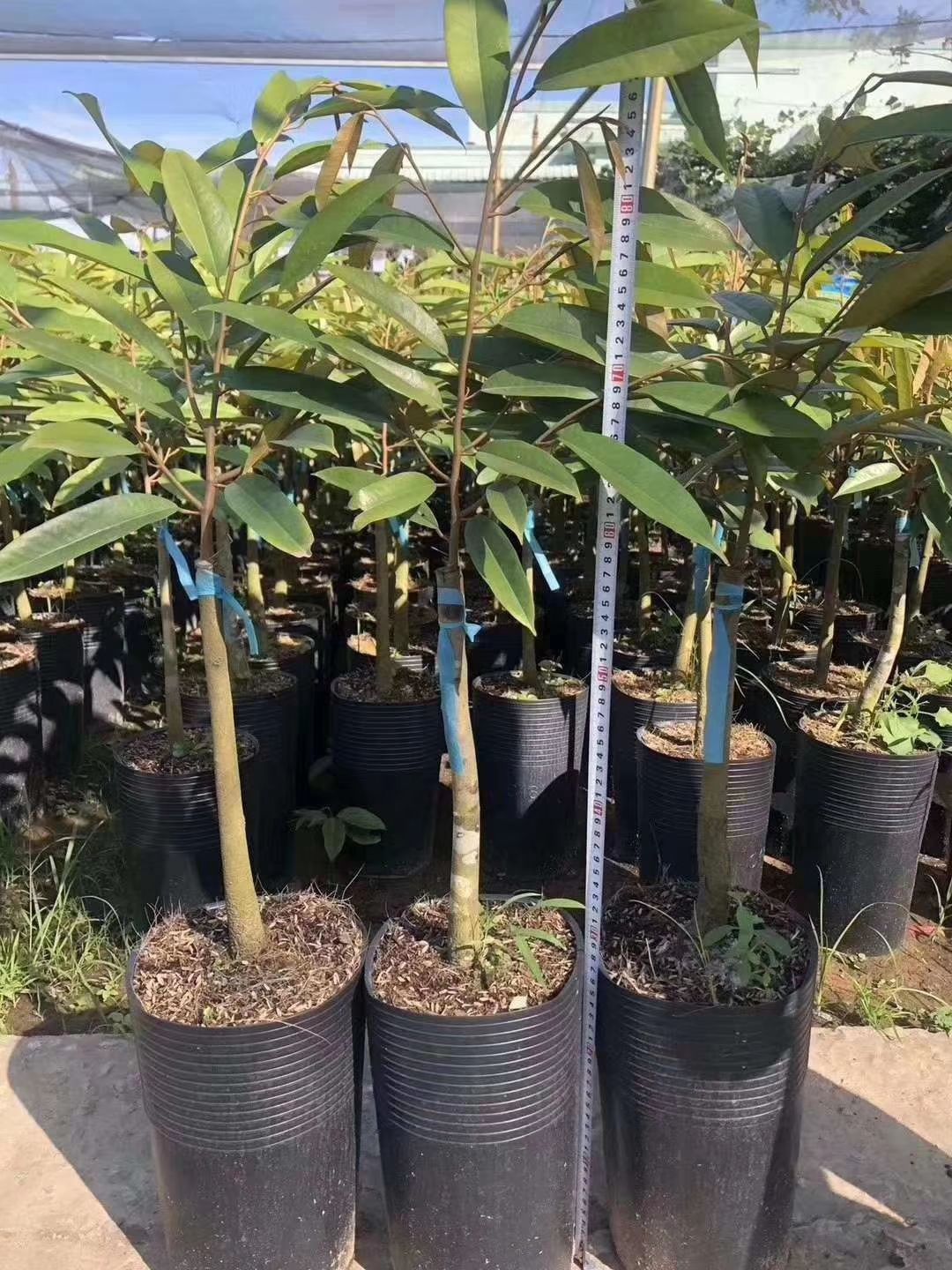 金枕榴莲苗  秦国金枕头榴莲苗，带营养杯发货！嫁接正品苗！