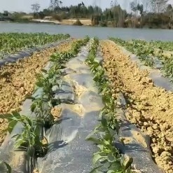 南宁湘研6号 螺丝线椒求代卖。。二月…五月量大稳定供应！！