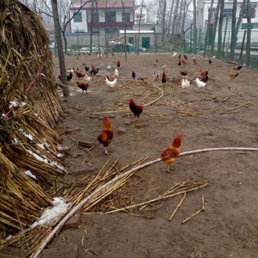 周口土鸡蛋 自家散养土鸡