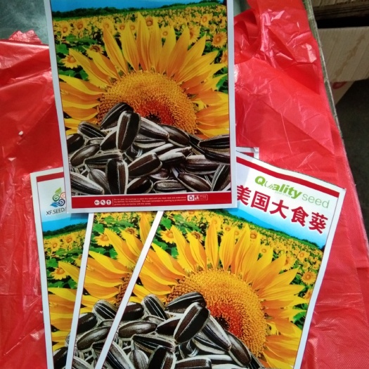 夏邑县向日葵种子 高产美国大食葵(该品种美国引进抗病强茎秆粗壮)特高产