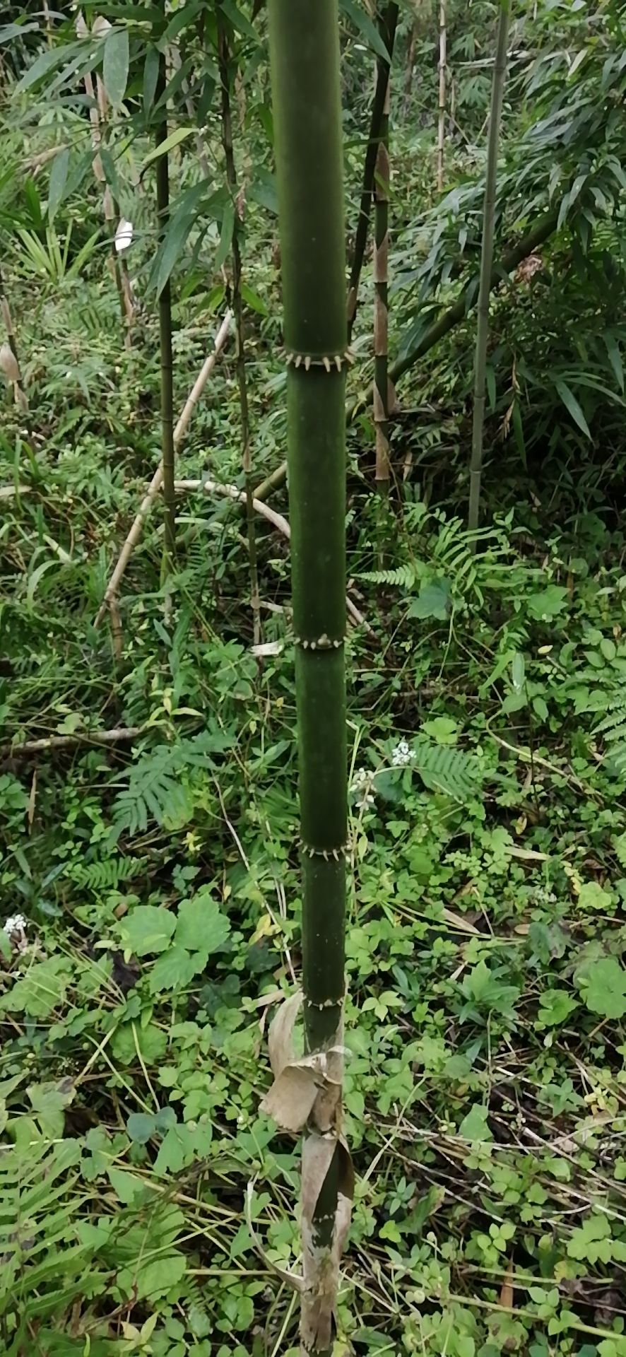 苦竹