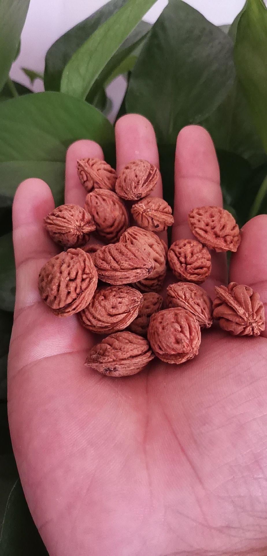 核桃树种子  毛桃核毛桃树种子