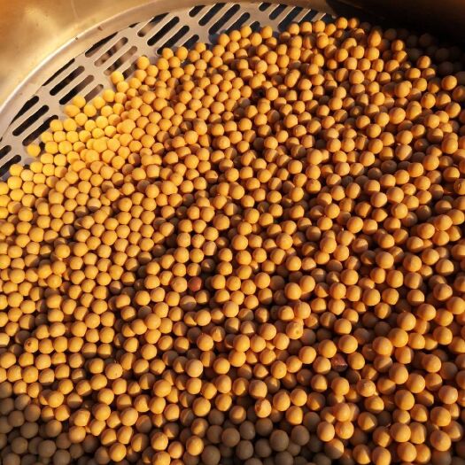 海伦市 黑龙江海伦大豆东升系列