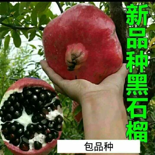 丽江黑籽石榴树苗 黑籽石榴苗现挖发货包成活