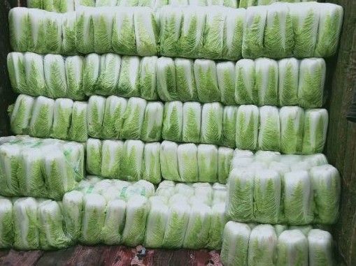 山东黄心白菜，北京新三号净菜