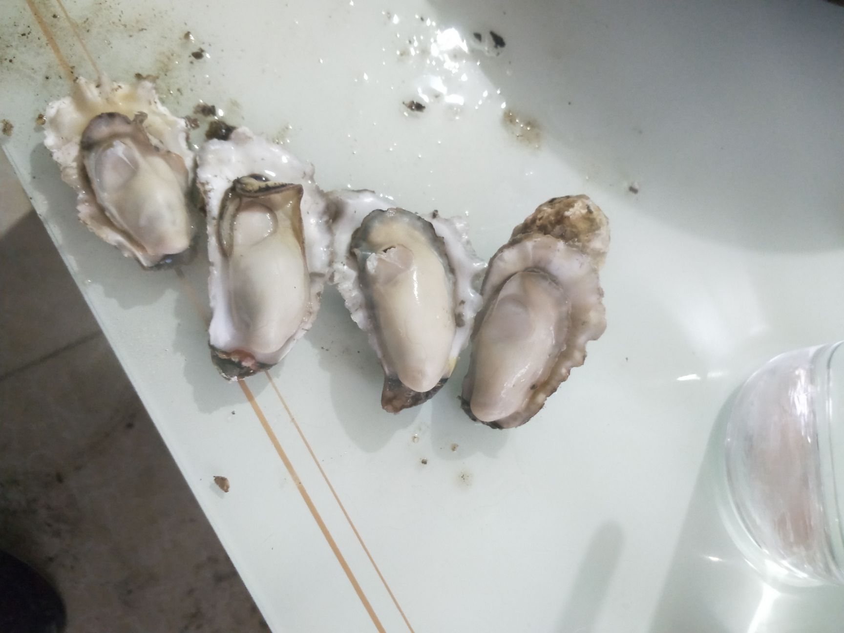 黄海日照牡蛎 海蛎子