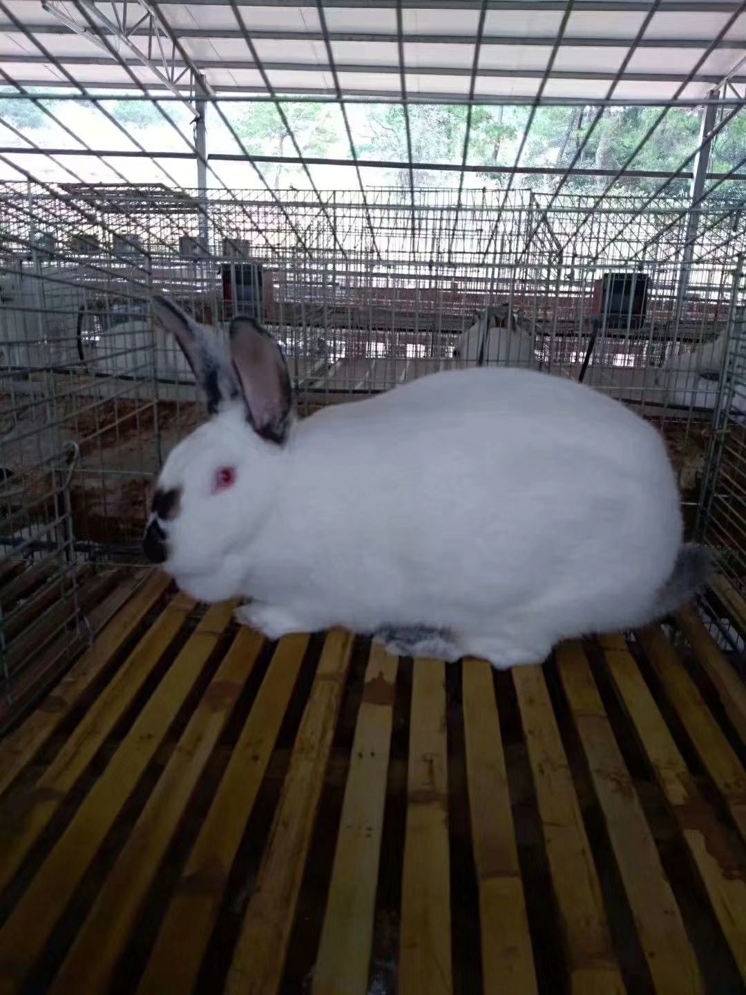 杂交兔  长期出售肉兔