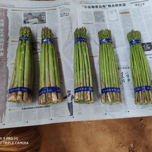 泸西县 芦笋大量上市，欢迎来电咨询