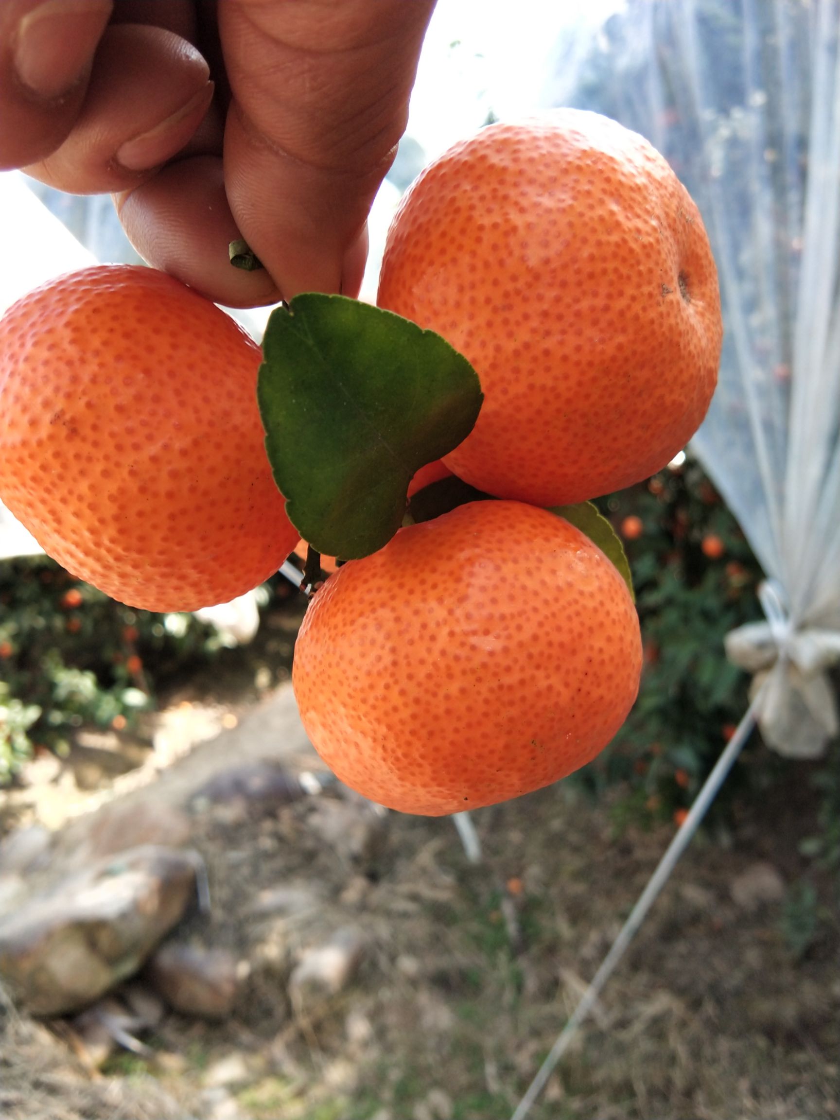 广西鹿寨县寨沙镇，诚信代办本地砂糖桔，欢迎各位老板前来选购。