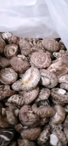  产地直销秋栽菇茶花菇，肉厚细嫩无污染无农药残留健康绿色食品