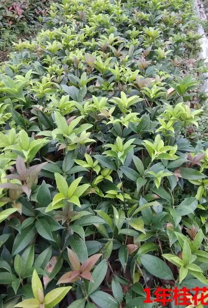 平邑县 桂花树苗金桂