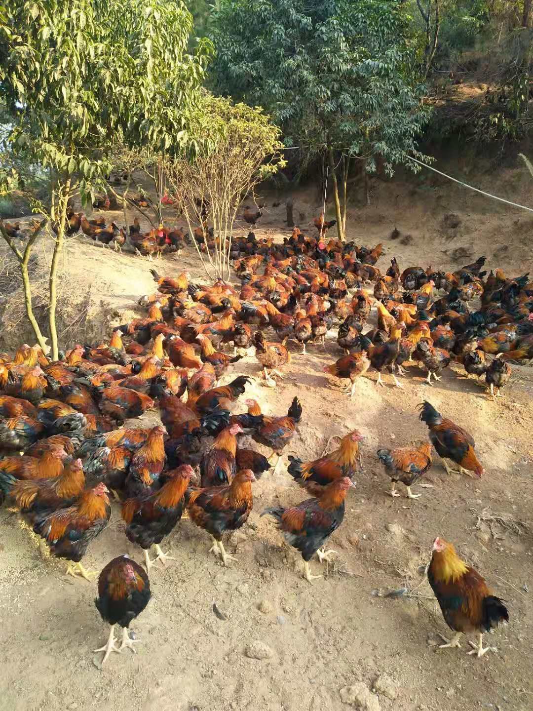  现有大量公母鸡  鸭  鹅出售  欢迎全国各地老板来搞