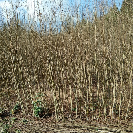 利川市红花紫薇 大量低价处理红花紫微
