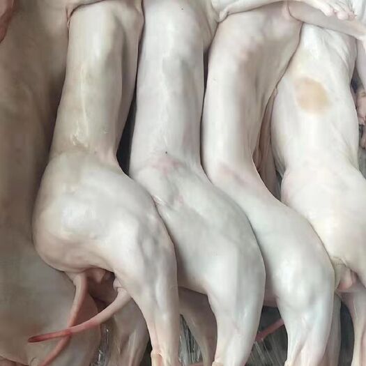 玉屏县兔肉类 长期供应商品肉兔，仔兔，种兔。质量保障价格合理。