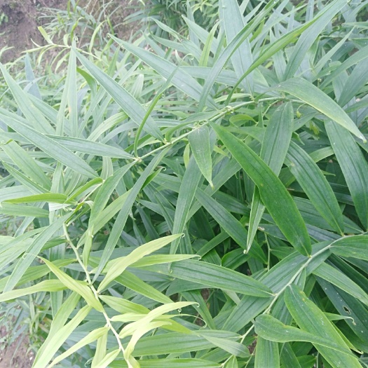 营山县黄精种苗 需要提前预定，地里随时有现货