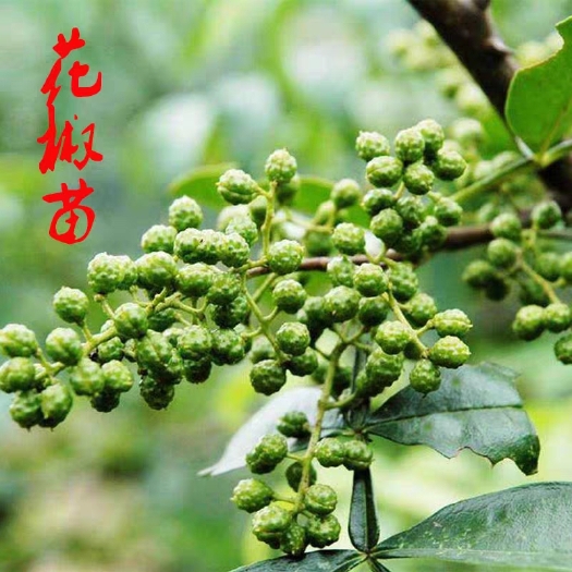 平邑县九叶青花椒苗 藤椒树苗 麻椒苗 南北方种植 包邮 包满意