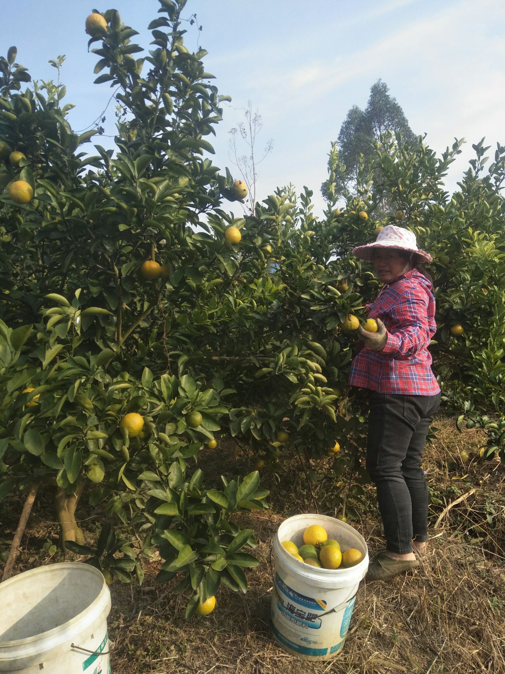 黄金柑 清甜回味，多吃不上火，果肉细腻化渣，耐运耐存放