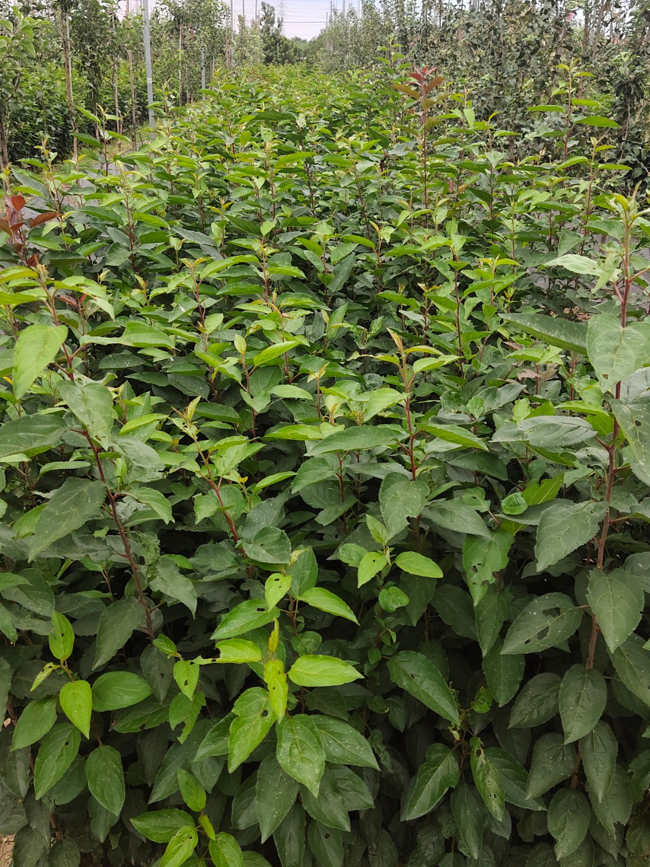 八棱海棠实生苗