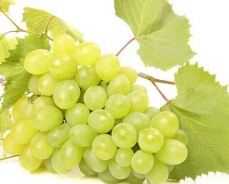  提子苗 青提  红提 基地直销品质保证 包邮